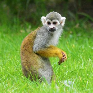 Squirrel Monkey