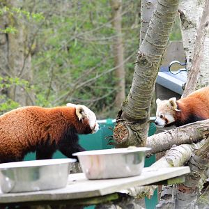Red pandas