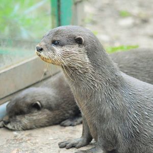 Asian Short Clawed Otters