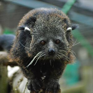 Binturong