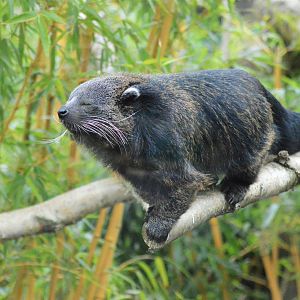 Binturong
