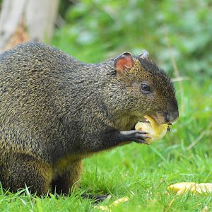 Azures Agouti