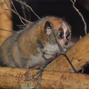 Slow Loris