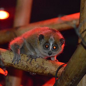 Slow Loris