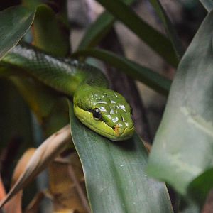 Red tailed rat snake
