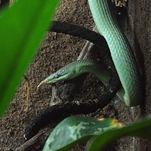 Rhinoceros Ratsnake