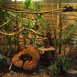 Golden Headed Lion Tamarin indoor area
