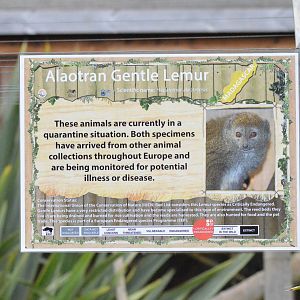 Aloatran Gentle Lemur sign