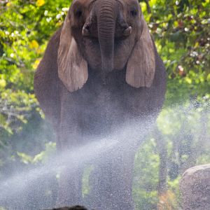 African Elephant