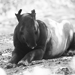 Malayan Tapir