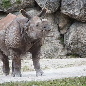 Greater One Horned Rhino