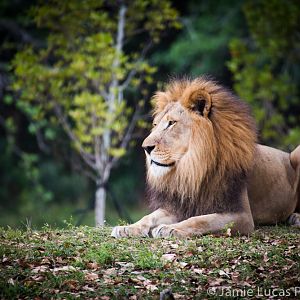 Male African Lion