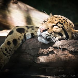 Clouded Leopard