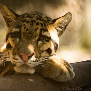 Clouded Leopard