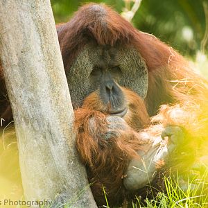 Sumatran Orangutan