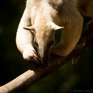 Southern Tamandua