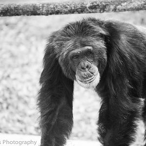 Chimpanzee