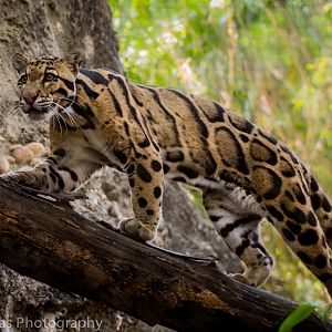 Clouded Leopard