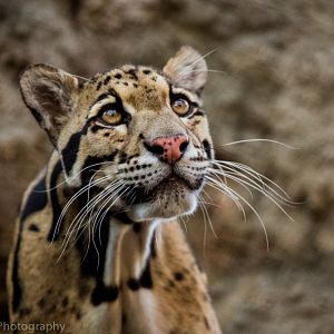 Clouded Leopard