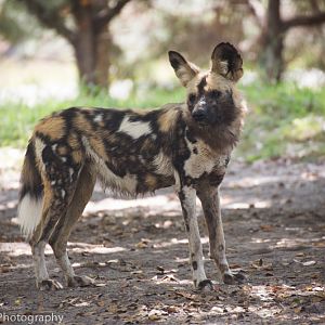 African Wild Dog