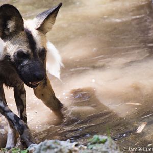 African Wild Dog Swimming