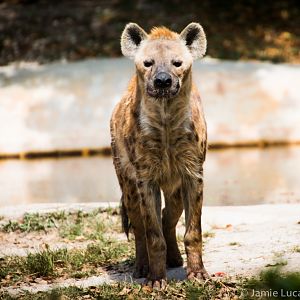 Spotted Hyena