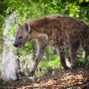 Spotted Hyena