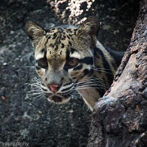Clouded Leopard