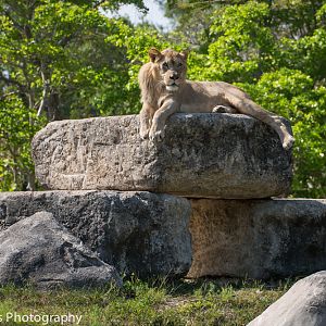 African Lion