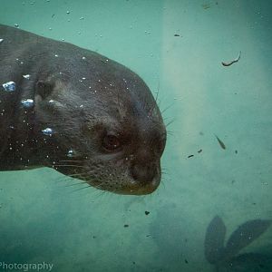 Giant Otter