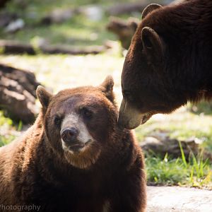 American Black Bears
