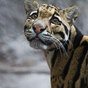 Clouded Leopard