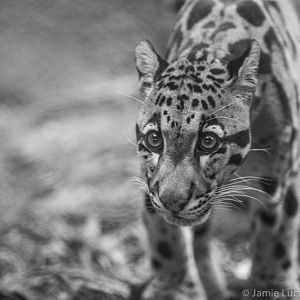 Clouded Leopard