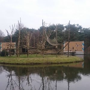 Black mangabey island