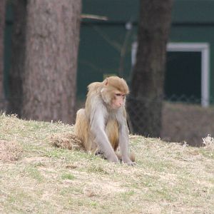 Rhesus macaque