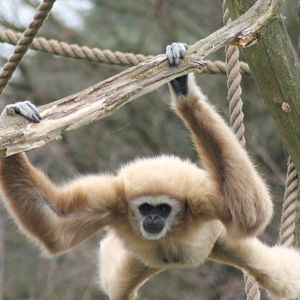 White-handed gibbon