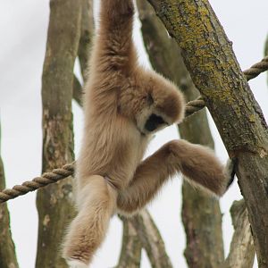 White-handed gibbon