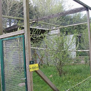 Great grey owl aviary