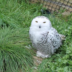 Snowy owl