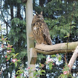 European eagle owl