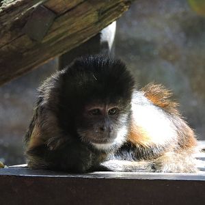 Capuchin Monkey