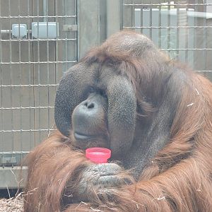 Orang-Utan