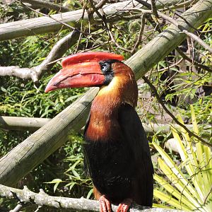 Rufous Hornbill