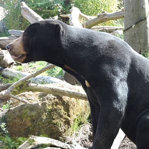 Sun Bear