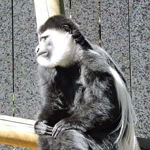 Black & White Colobus Monkey