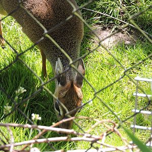 Kirks Dik-Dik