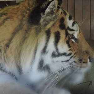Amur Tiger