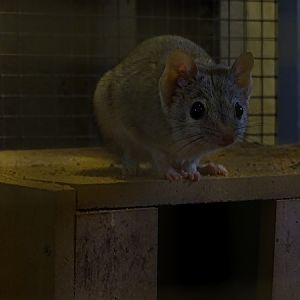 Plzen behind the Scenes: Kowari