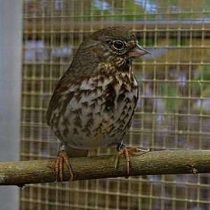 Plzen behind the Scenes: Eastern fox sparrow