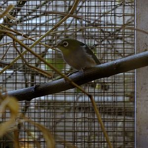 Plzen behind the Scenes: Celebes white-eye